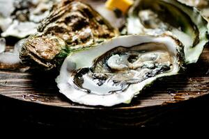 Oysters with ice cubes on a wooden tray. photo