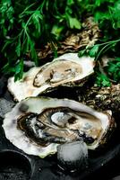 Fresh oysters on a cutting board. photo