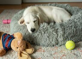 A puppy of a golden retriever is resting in a dog bed. photo