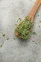 Microgreens grown in a jar. photo