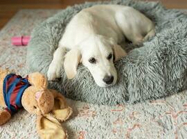 A puppy of a golden retriever is resting in a dog bed. photo