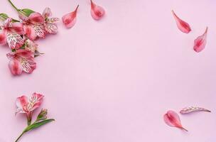Beautiful Alstroemeria flowers on pink background photo