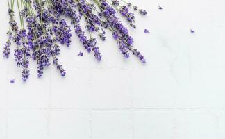 Fresh lavender flowers on a white tile background. photo