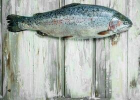 Raw fish salmon. photo