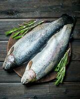 Raw fish salmon with fragrant rosemary. photo