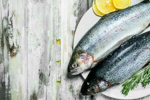 Raw fish salmon with herbs and lemon. photo