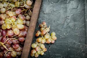 Pink grapes in the box. photo