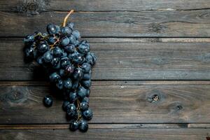 Branch of black grapes. photo