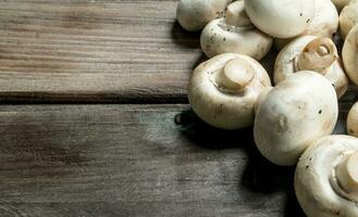 Fresh scented mushrooms. photo