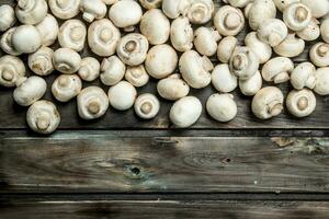 Fresh scented mushrooms. photo