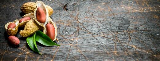 Peanuts with green leaves . photo