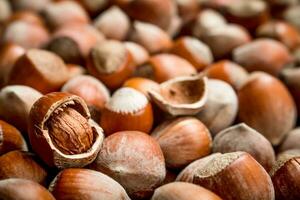 Hazelnuts in the shell. photo