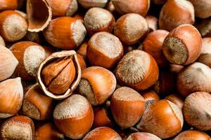 Hazelnuts in the shell. photo