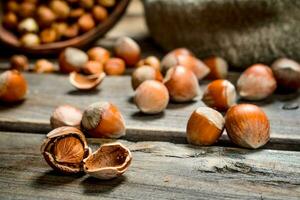 Hazelnuts in the shell. photo