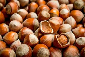 Hazelnuts in the shell. photo