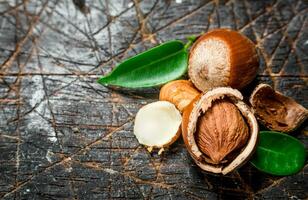 Hazelnut with green leaves . photo