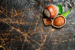 Hazelnut with green leaves . photo