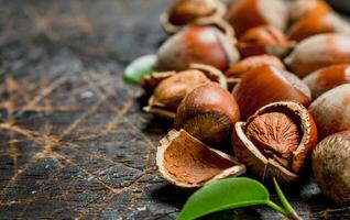 Hazelnut with green leaves . photo