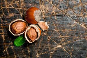 Hazelnut with green leaves . photo