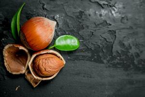 Hazelnut with green leaves . photo