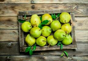 Ripe pears with leaves in tray. photo