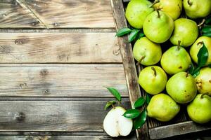 Fresh pears in the tray. photo