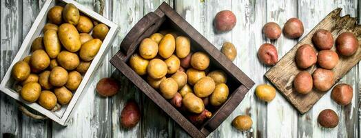 Yellow potatoes in the box and on the tray and red potatoes on the cutting Board. photo