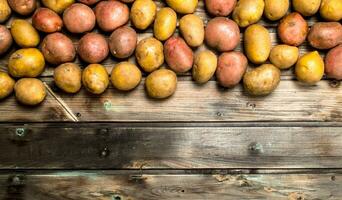 Yellow and red potatoes. photo