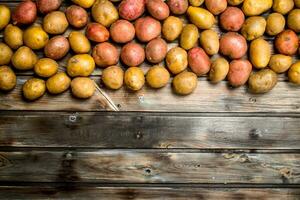 Yellow and red potatoes. photo