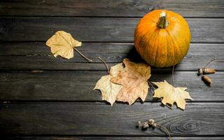 Pumpkin with leaves. photo