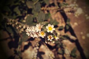 pequeño blanco flor en de cerca en un caliente día foto