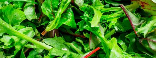 Arugula salad in a bowl. photo