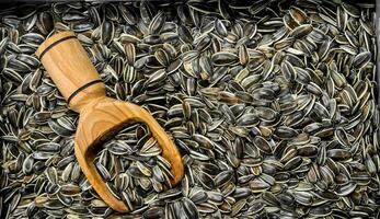 Sunflower seeds with a wooden scoop. photo