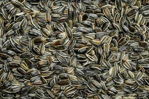 Roasted sunflower seeds. photo