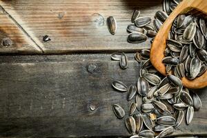 Sunflower seeds in the scoops. photo