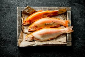 Raw trout on a tray. photo