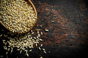 Grain of wheat in a bowl. photo