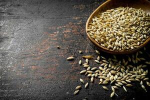 Grain of wheat in a bowl. photo