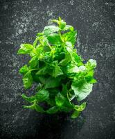 Fresh herbs. Green mint. photo