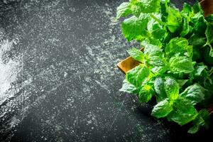 Fresh green mint on the plate. photo