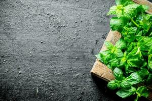 Fresh mint on wooden tray. photo