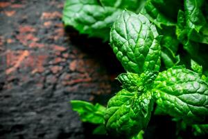 Fragrant fresh mint. photo