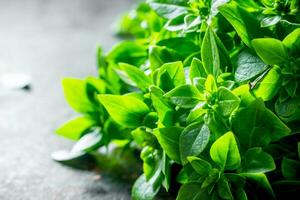 Fresh green Basil leaves. photo