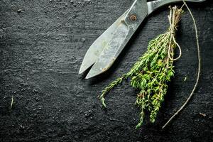 Freshly cut thyme in the home garden. photo