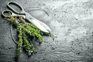 Freshly cut thyme in the home garden. photo