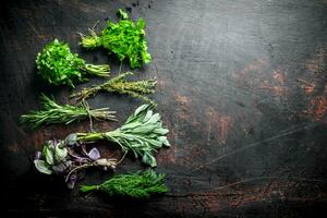 Bunches of fresh herbs for the salad. photo