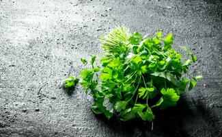 Bunch of fresh parsley. photo