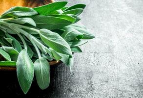 Salvia in a wooden plate. photo