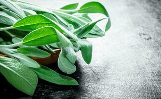 Fresh salvia leaves. photo