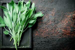 Fresh salvia on the cutting Board. photo